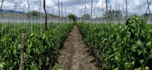 cultivo de pimentón