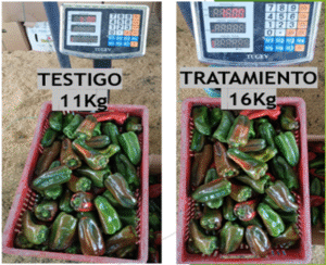 comparación pimentón